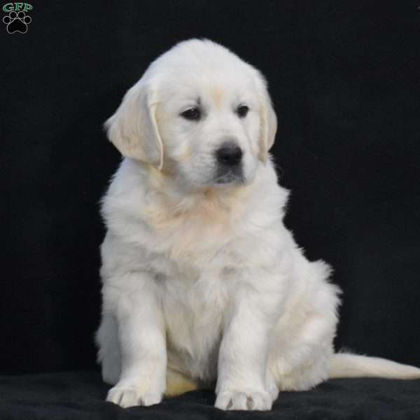 Willow, English Cream Golden Retriever Puppy